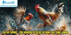 Đá gà Thomo